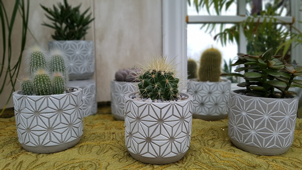 8.5cm Star Pot with Plant (8)